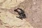 Lucanus cervus 