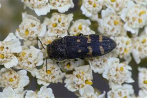 Acmaeoderella flavofasciata