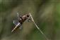 Libellula depressa
