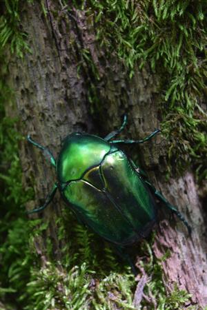 Protaetia speciosissima