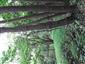 Lužné vŕbovo-topoľové a jelšové lesy (12.7.2023)