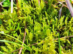 Hamatocaulis vernicosus