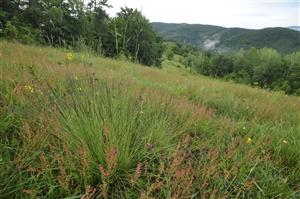 Nardus stricta, Acetosella vulgaris a iné acidofyty na plytkých kyslých pôdach
