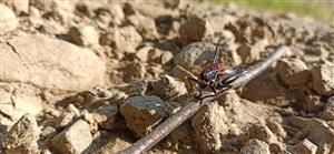 Pholidoptera transsylvanica, M.