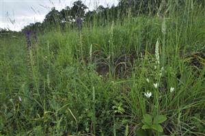 Ornithogalum brevistylum a Leopoldia comosa v poraste 