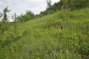 Cirsium pannonicum v poraste Brachypodium pinnatuma Hippocrepis comosa