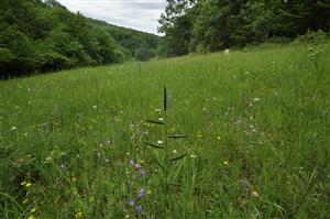 Porast s Brachypodium pinnatum