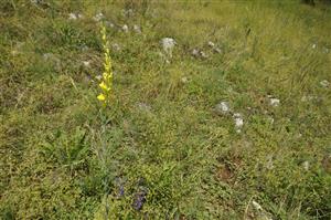 Linaria pallidiflora