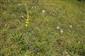 Suchomilné travinnobylinné a krovinové porasty na vápnitom podloží (*dôležité stanovištia Orchideaceae) (9.6.2023)