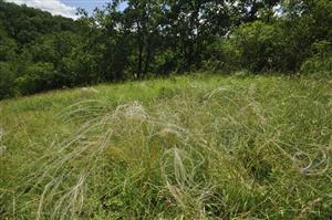 Porast Stipa joannis