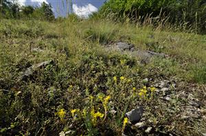 Porast Sedum acre a viacerých drobných terofytov na skalnatom plytkom substráte v mozaike s biotopom Tr5 s Festuca pallens