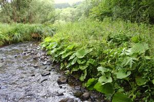 Plocha1 - pravá breha Turca - nová hranica TML.