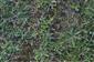 Nižší porast s Pilosella officinarum, Hypochaeris radicata