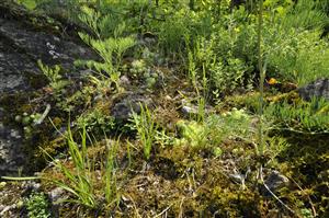 Pionierska vegetácia s Allium montanum, Seseli osseum, Jovibarba glovifera. Vysokú pokryvnosť majú machy