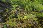 Pionierska vegetácia s Allium montanum, Seseli osseum, Jovibarba glovifera. Vysokú pokryvnosť majú machy