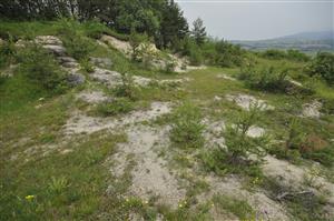 Dno lomu postupne zarastá najmä borovicami, sukcesiou erodovaných plôch sa rozširuje biotop Tr1