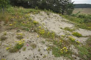 Celkový pohľad na erodované plochy s Linum flavum, v okrajových častiach prechody k Tr1