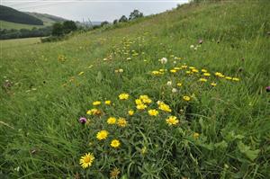 Inula hirta v poraste Tr1c