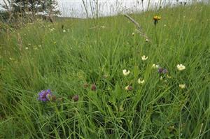 Prunella grandiflora v poraste Tr1c