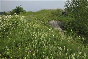 Porast so Stachys recta, Achillea pannonica, Melampyrum arvense