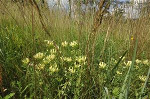Chamaecytisus albus v poraste