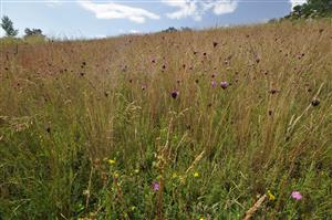 Porast Festuca rupicola