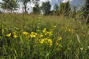 Linum flavum v poraste