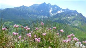 Pohľad na Vysoké Tatry