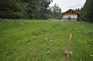 Výsadba nepôvodných drevín - Pinus strobus, Pinus nigra na ploche s biotopom Tr8