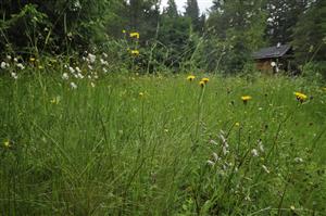 Porast v zachovalejšej časti plochy s Crepis conyzifolia a Nardus stricta