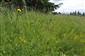 Crepis conyzifolia v poraste