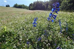 severná dolná časť lokality s Delphinium elatum