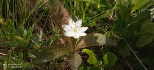 TML_6520_065 pohlad na biotop s trientalis europaea