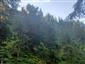 limba