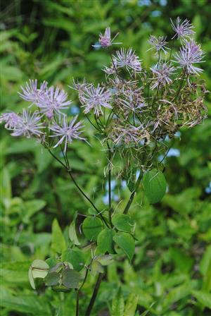 Thalictrum aquilegifolium