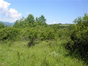 biotop zarastá krovinami