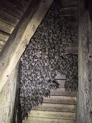 časť kolónie Myotis myotis v podkroví kostola v obci Kľačno
