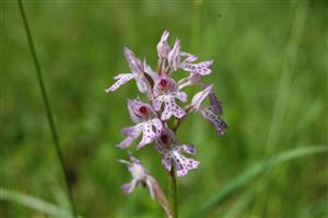 Orchis tridentata
