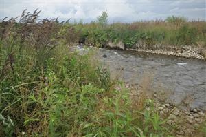 Brehové porasty na štrkovom substráte s Calamagrostis pseudophragmites, Poa trivialis a Epilobium hirsutum