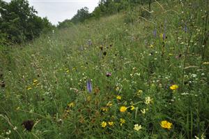 Pestrá vegetácia s Inula hirta, Veronica orchidea a množstvom ďalších druhov