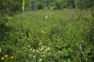 Porast s Brachypodium pinnatum, Salvia verticillata, Chamaecytisus albus, Anthericum ramosum
