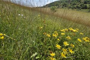 Inula hirta, Linum tenuifolium, Linum flavum v poraste Bromus erectus