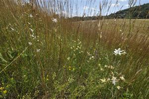Letný aspekt porastu s Bromus erectus, Chamaecytisus albus, Anthericum ramosum