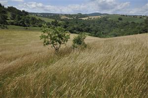 Na pohľad monotónny, ale druhovo pestrý porast Bromus erectus