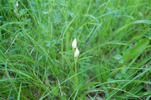 Cephalanthera damasonium