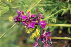 Orchis morio