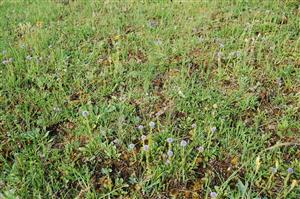 pohľad do porastu - Globularia punctata