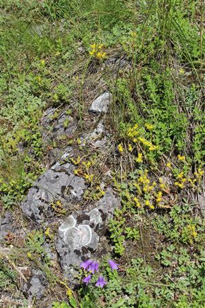 Záber na monitorovaný biotop.
