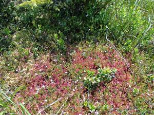 Detail porastu s Drosera rotundifolia
