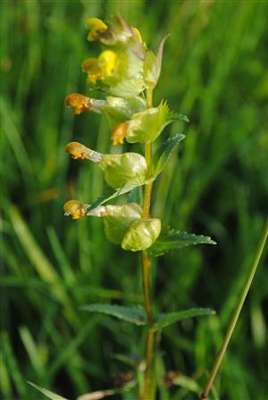 Rhinanthus minor